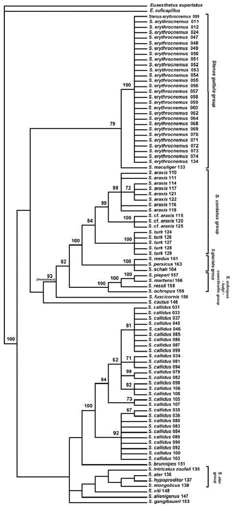 Strict Consensus Of Most Parsimonious Trees Values Above The Branches Download Scientific