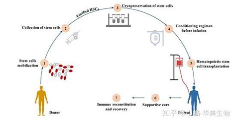 造血干细胞表面标志物 知乎