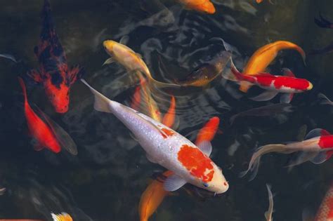 7 Koi Pond Maintenance Tips Koi Smart