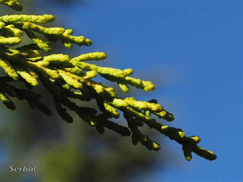 Cupressus macrocarpa Ciprés de Monterrey Naturaleza Para Todos