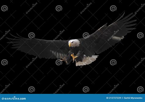 Eagle Flying Isolated at Black Stock Image - Image of american, eagle ...