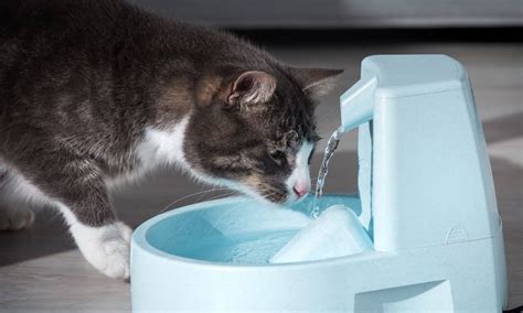 How To Get A Cat To Drink More Water Zoetis Petcare