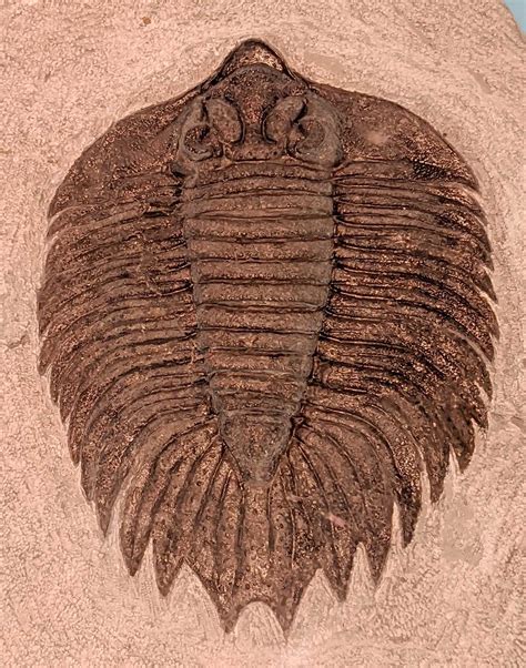 Louisville Fossils And Beyond Arctinurus Boltoni Trilobite Fossil