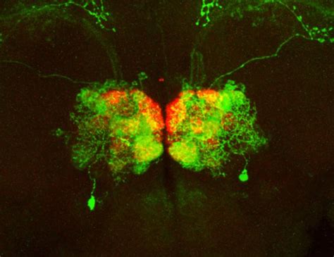 New Technology Will Create Brain Wiring Diagrams - www.caltech.edu 