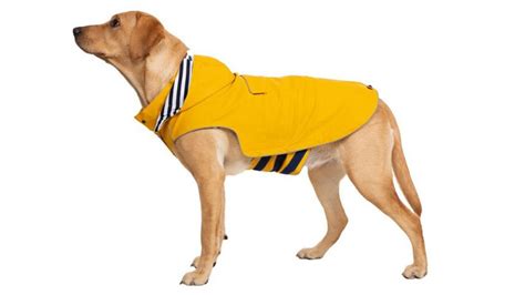 Best Waterproof Dog Coats For Warmth Dryness And Style