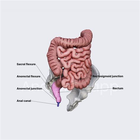 Rectum And Anal Canal Part Anatomy App