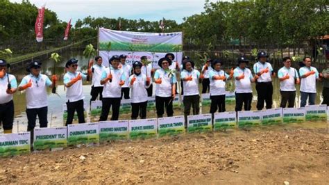 Jaga Keseimbangan Alam Toyota Tanam Pohon Mangrove Di Kawasan