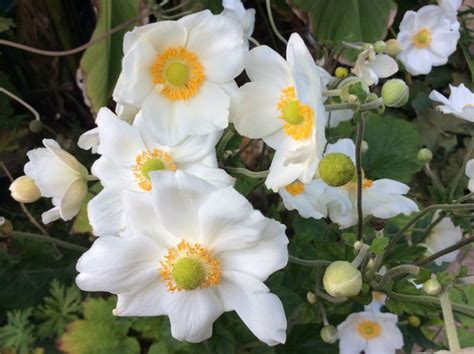 white flowers with yellow centers and green leaves