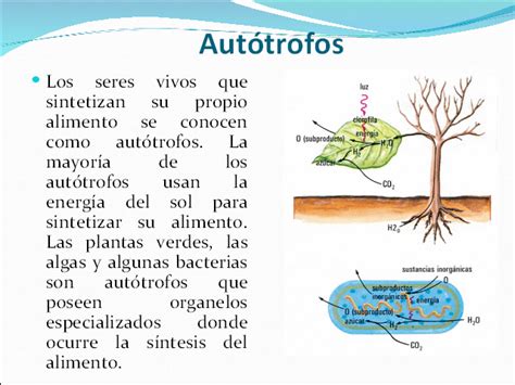 Conoce El Papel Clave De Los Organismos Autótrofos En El Ecosistema