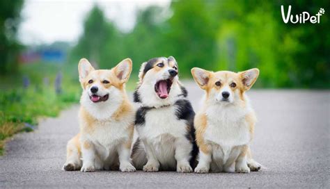 Top 83+ về hình nền chó corgi hay nhất - coedo.com.vn