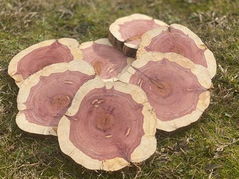 Cedar Wood Slice Live Edge Wood Slices Inch Wood Slices Etsy