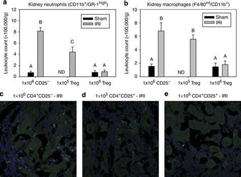 Adoptive Transfer Of Treg Cells Prevents Ischemia Reperfusion Induced