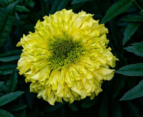 Marigold Inca Ii Primrose Hybrid Bud Marigold Inca Ii Prim Flickr