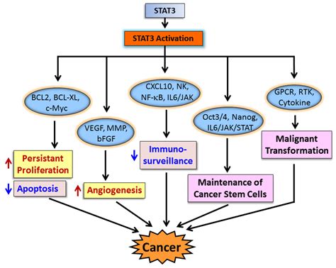 Cancers Special Issue Stat3 Signalling In Cancer Friend Or Foe