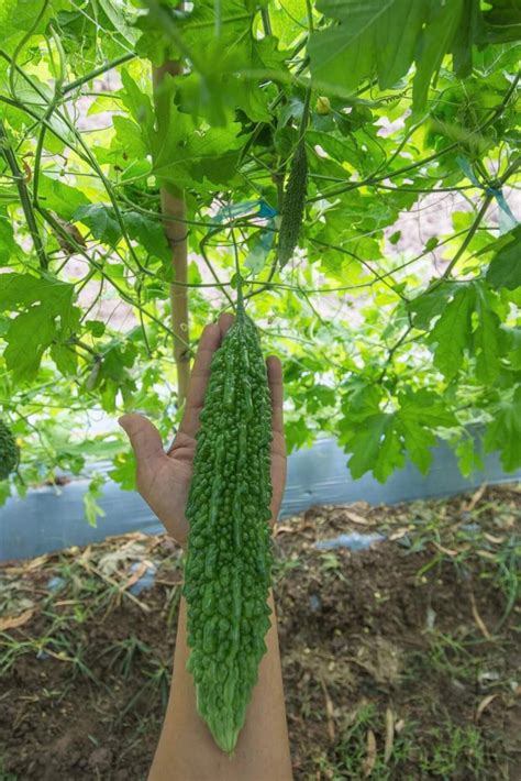 Japanese Long Bitter Gourd Seeds Etsy