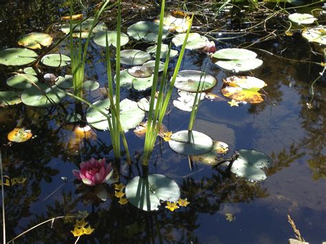 Free Stock Photo Of Lily Pad Pond