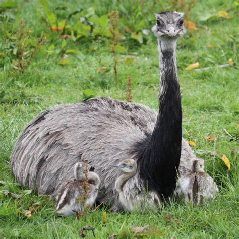 Male American Rhea With Chicks Rhea Bird Teal Duck Kakapo Ostriches