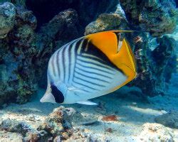 Le Poisson Papillon Quatre Yeux Chaetodon Capistratus Poissons