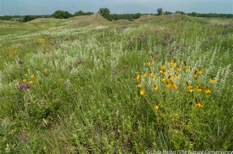 grassland management | The Prairie Ecologist