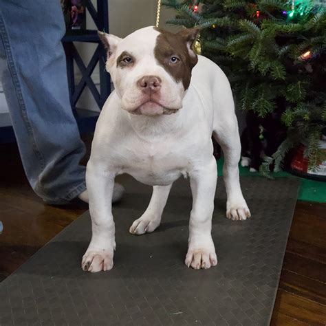 XL Bully Puppies For Sale