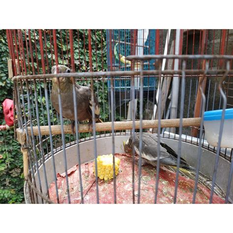 Jual Burung Falk Parkit Australia Super Jinak Usia Bulan Shopee