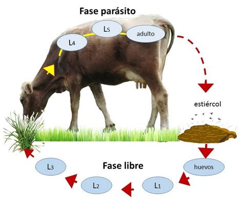 Ciclo De Vida De Un Parásito Gastrointestinal Típico De Gusano Redondo Download Scientific