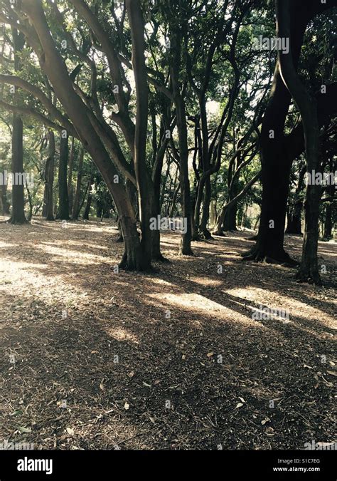 Shinjuku gyoen park Stock Photo - Alamy