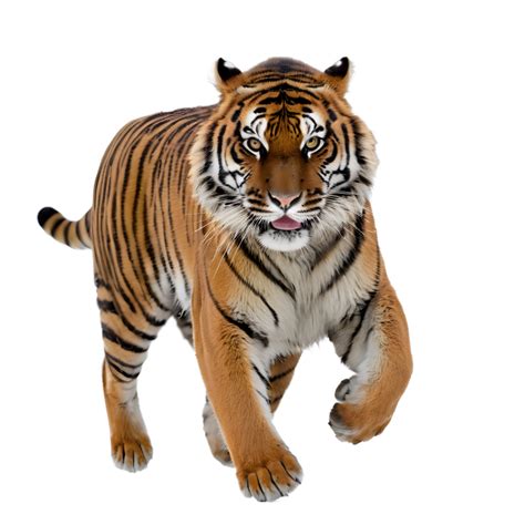 tiger isolated  transparent background  png