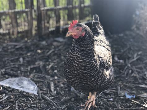 Hybrid For Sale Chickens Breed Information Omlet