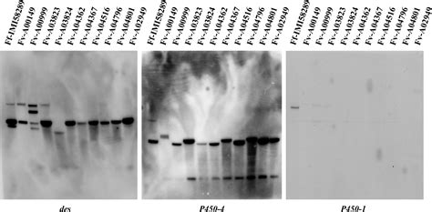 Loss Of Gibberellin Production In Fusarium Verticillioides Gibberella