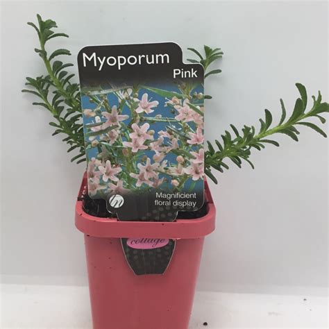 Myoporum pink tube | Formosa Gardens Nursery, Ballarat