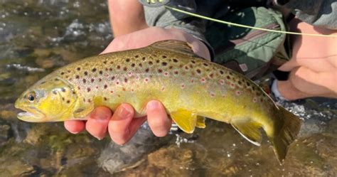 A Trout Stream Epiphany Upstate Guide Service