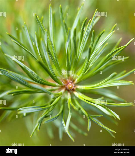 Yema Apical De Pino Fotografías E Imágenes De Alta Resolución Alamy