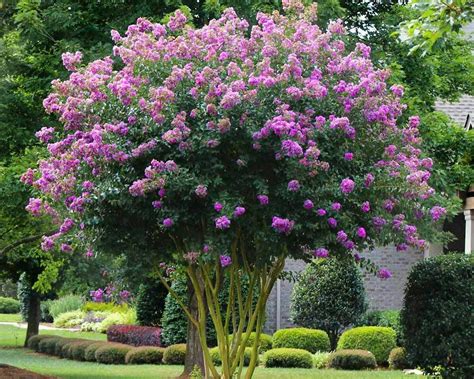 Muskogee Flowering Ornamentals Mcmakin Farms