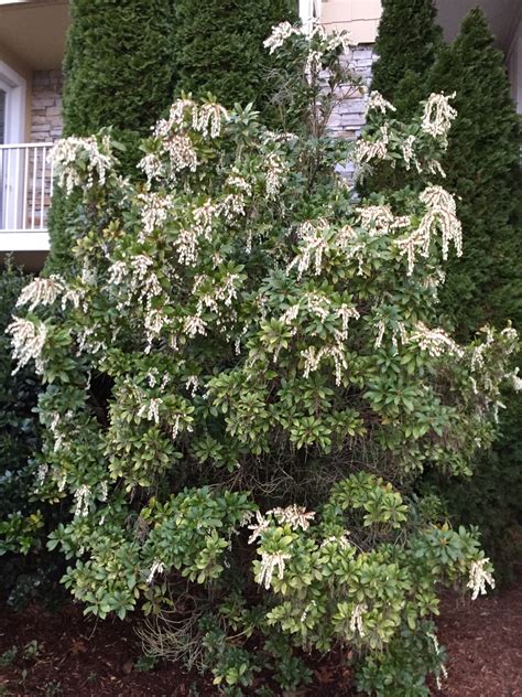 Pieris japonica (Fetterbush, Japanese Andromeda, Japanese Pieris, Lily ...