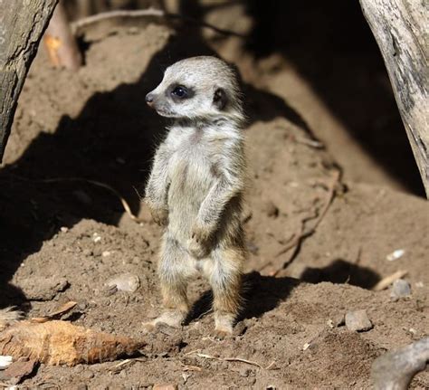 22 Filhotes de animais selvagens que nunca tínhamos visto / Incrível