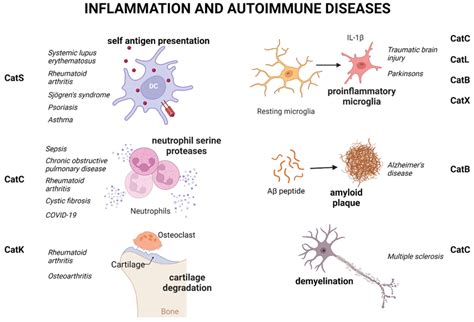 Cysteine Cathepsin Involvement In Inflammation And Autoimmune Diseases