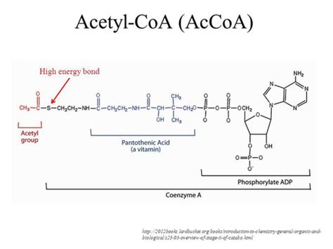 Anabolic Pathways (Part 1) Flashcards | Quizlet