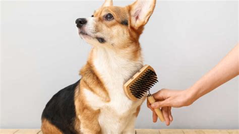 30 Small, Short-Hair Dogs (Under 30lbs) That Require Minimal Upkeep