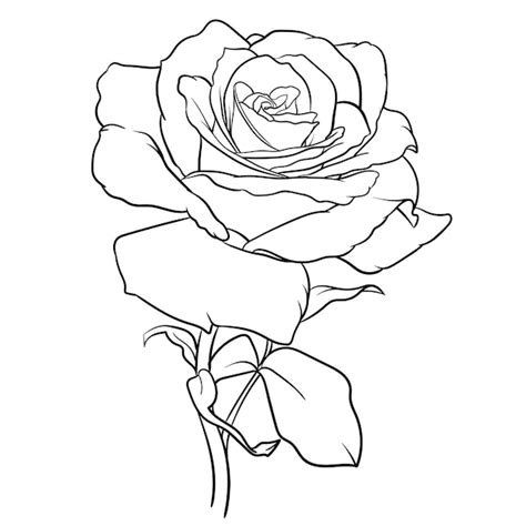 Illustration Vectorielle Noir Et Blanc De Fleur Rose Isol E Sur Fond