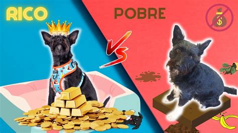 Perro RICO Vs Perro POBRE Lana Vídeos de Perros YouTube