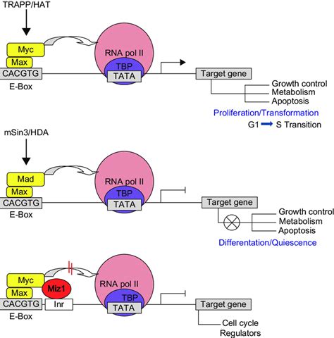 Simplified Schematic Interaction Of Myc Myc Associated BHLH Proteins At