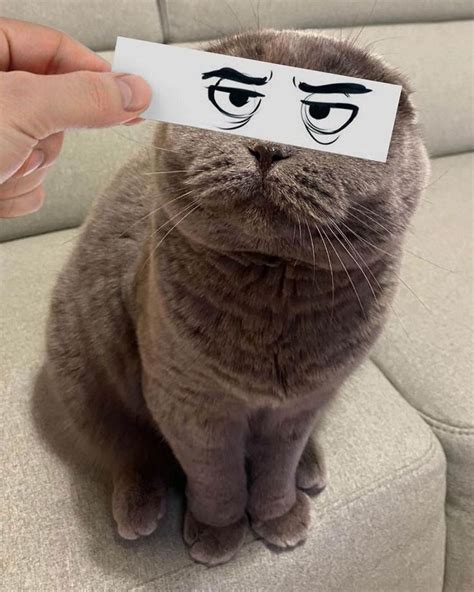 Cute cat with Face Cutouts! in 2022 | Cats, Beautiful cat images, Funny ...