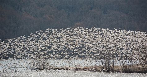 My World in Pennsylvania and Beyond: Middle Creek Wildlife Management Area