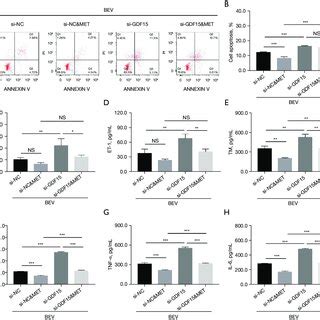 Effect Of GDF15 Overexpression On Apoptosis Vascular Endothelial