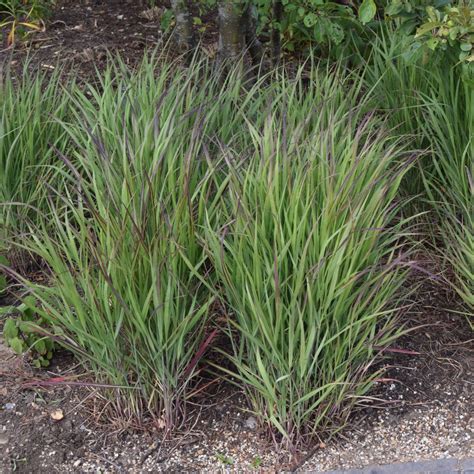 Panicum Virgatum Shenandoah Find Haveplanter