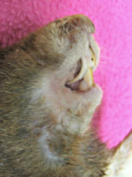 Special Malocclusion Example In A Rat Joinrats