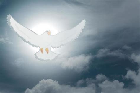 Holy Spirit Dove Stock Photos, Images and Backgrounds for Free Download