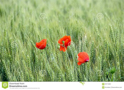 Flores Selvagens Vermelhas De Rhoeas Do Papaver De X28 Papoila De