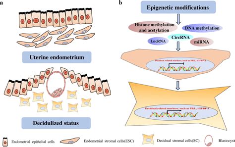 The Morphology And Epigenetic Alterations During Decidualization A